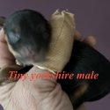 Tiny Yorkshire terrier male puppies