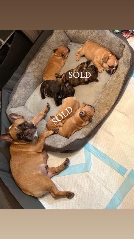 french bulldog puppies