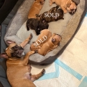 french bulldog puppies