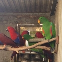 ECLECTUS PAIRS + MALE