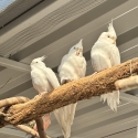 Cockatiels sexed