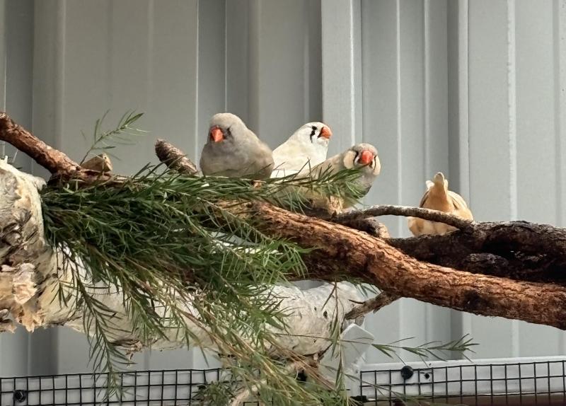 Finches zebs