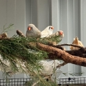 Finches zebs