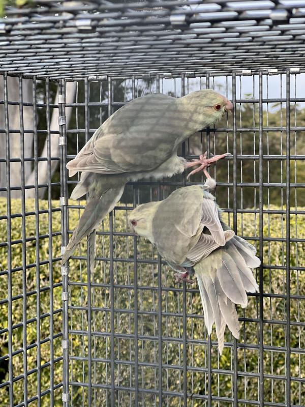 Fallow Blue Kakariki mutations
