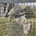 Fallow Blue Kakariki mutations