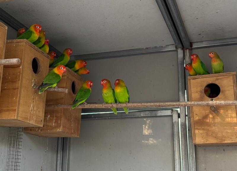 Nyasa Masked Love Bird FOR SALE