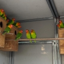Nyasa Masked Love Bird FOR SALE