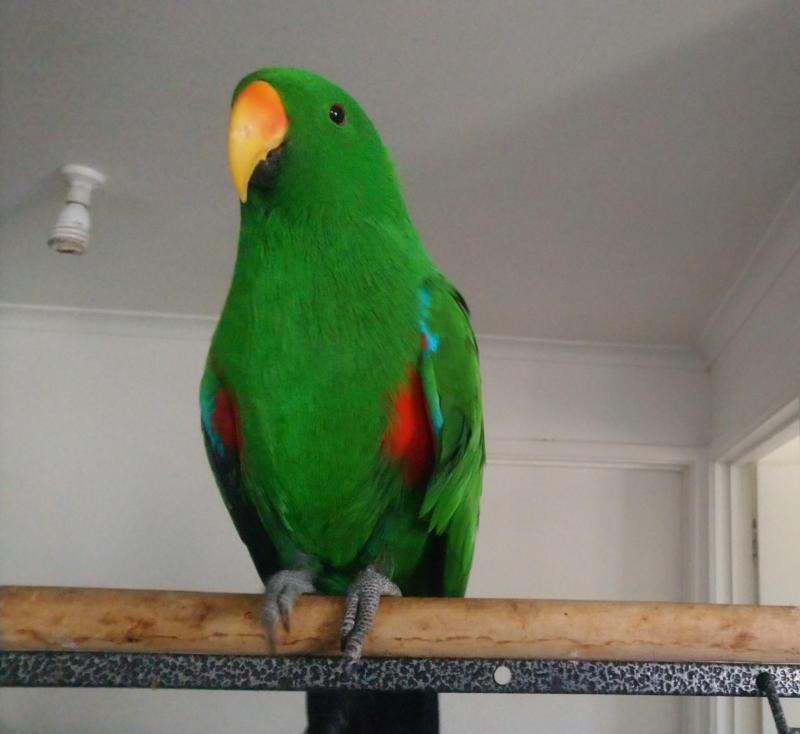 Eclectus parrots
