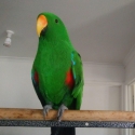 Eclectus  parrots