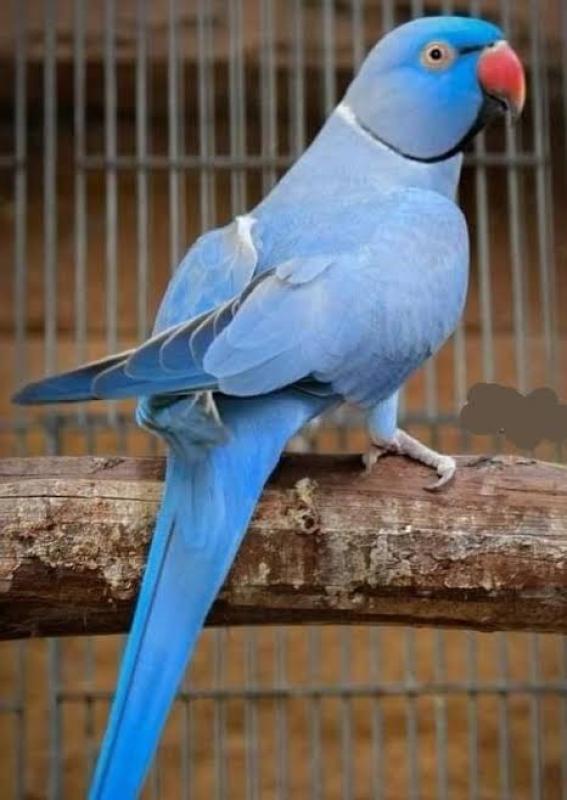 WTB mature Indian ringneck Hen