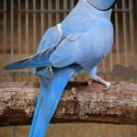 WTB mature Indian ringneck Hen