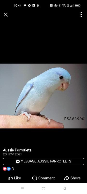 Parrotlet