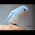 Parrotlet