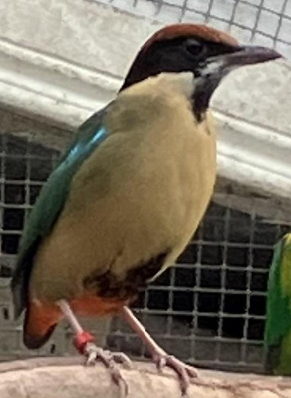 Noisy Pitta