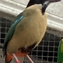 Noisy Pitta