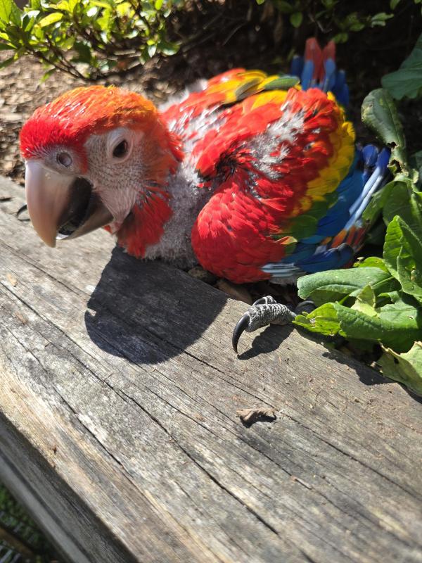 Birds wanted for handraising(Macaws,greys,lutino galahs, black cockatoos