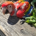 Birds wanted for handraising(Macaws,greys,lutino galahs, black cockatoos