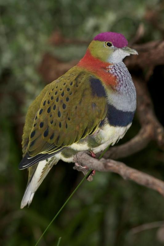 Purple crown Fruit doves