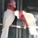 Lutino Galahs