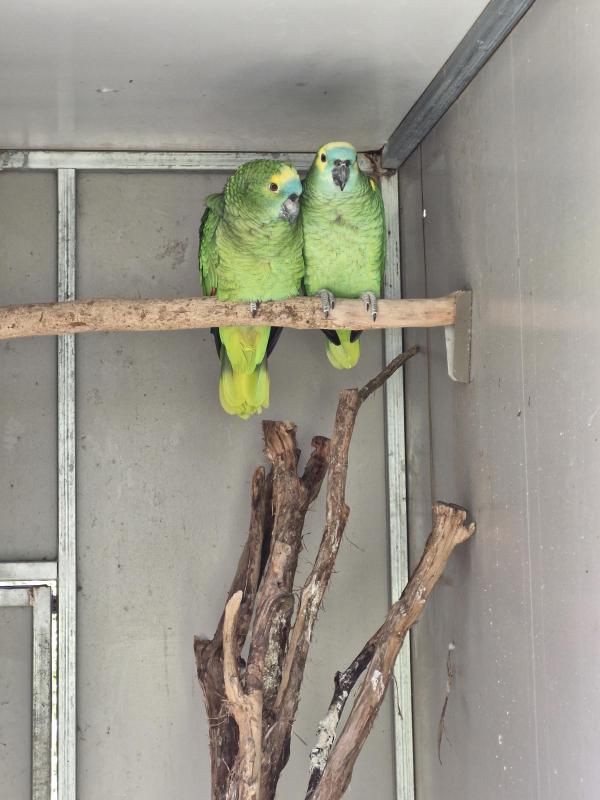 Blue fronted amazons