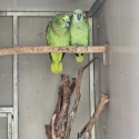 Blue fronted amazons