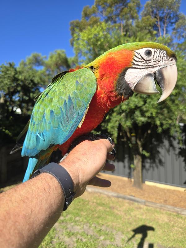 Macaws/Greys taking orders