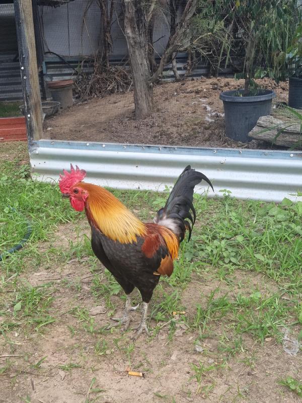 Pairs pure red jungle fowl (gallus gallus spadiceus) for sale