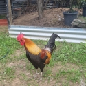 Pairs pure red jungle fowl (gallus gallus spadiceus) for sale
