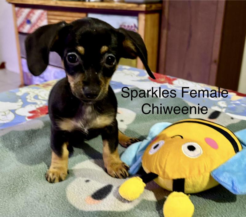 ChiWeenie Puppies