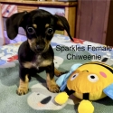 ChiWeenie Puppies