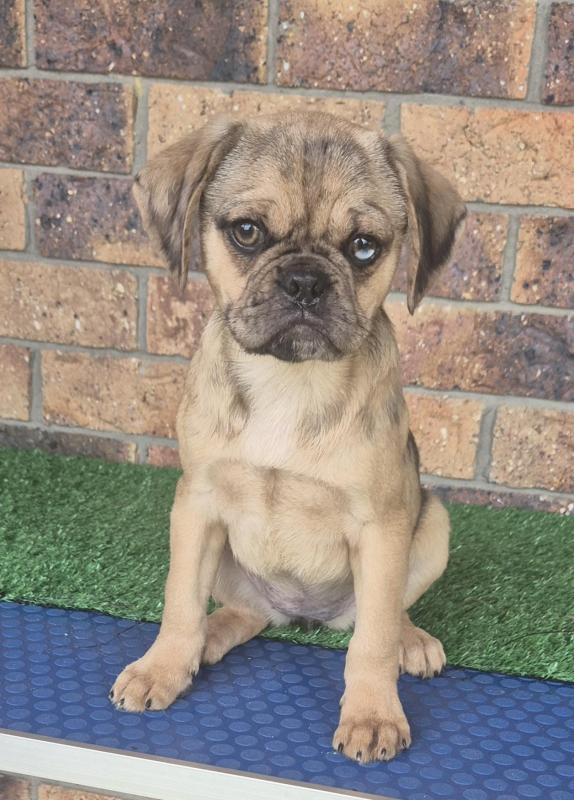 Fawn Merle Pugalier female