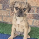 Fawn Merle Pugalier female