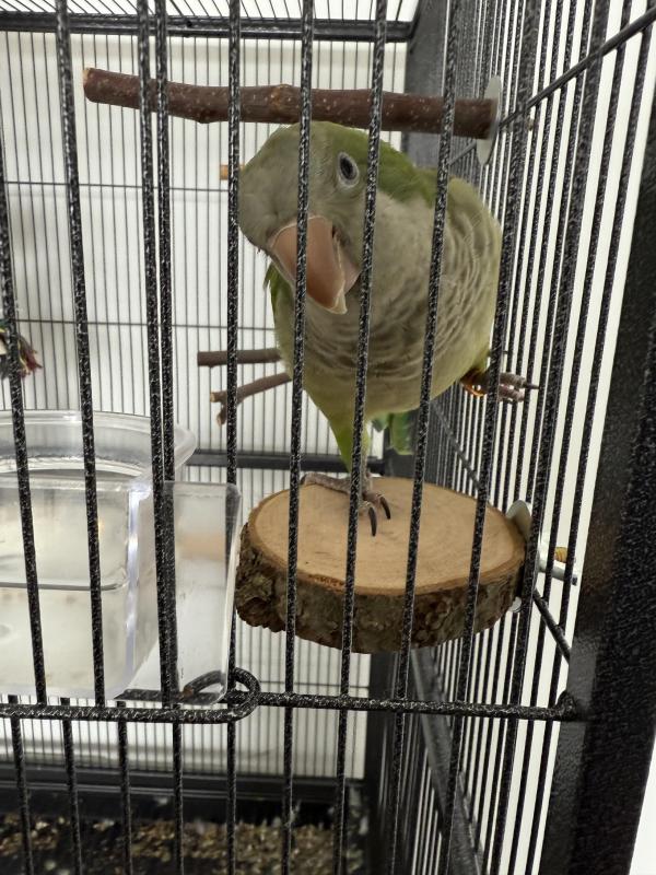Beautiful Quaker parrots x2 and cage and all