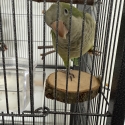 Beautiful Quaker parrots x2 and cage and all