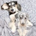 Cutest Dachshund puppies now ready for their new home