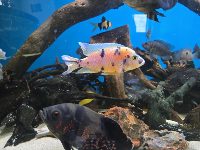 Large male Marble peacock