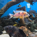 Large male Marble peacock