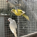 Quakers