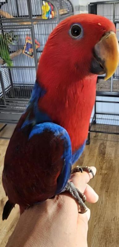 male Eclectus parrot