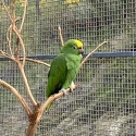 AMAZONS, MALABAR HEN