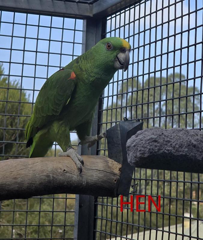 Yellow Naped Amazon