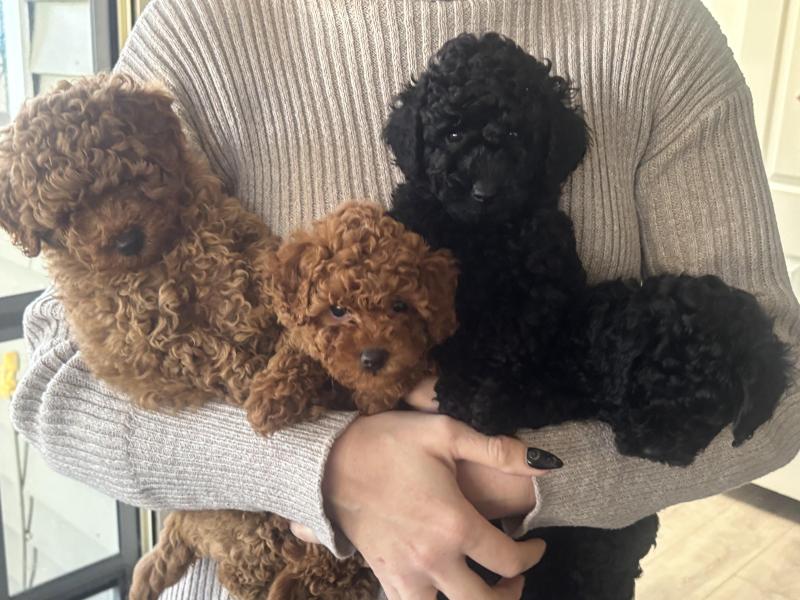 Toy poodles puppies for sale