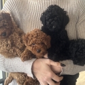 Toy poodles puppies for sale
