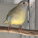 Scarlet chested parrot and Bourke parrots