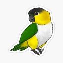 Black Headed Caique Clutch