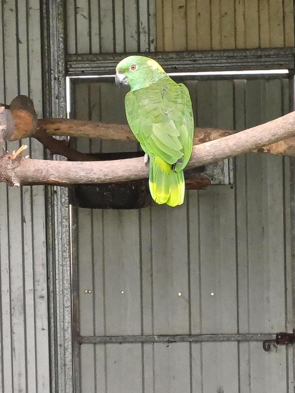 Yellow napes
