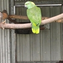 Yellow napes