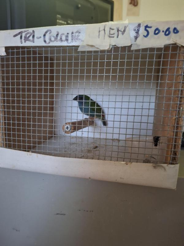 Downs Bird Breeders association Bird sale 23rd of August