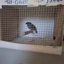 Downs Bird Breeders association Bird sale 23rd of August