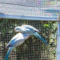 QUAKERS - AT DOWNS BIRD SALE - SAT. 23 AUGUST 2025